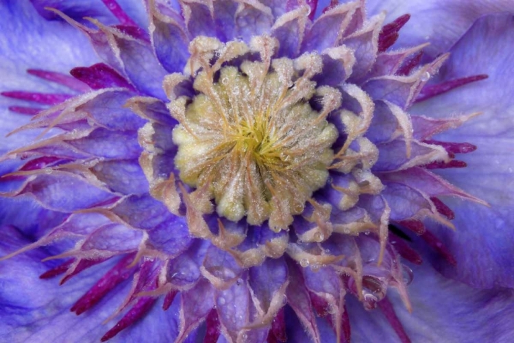 Picture of CLOSE-UP OF CLEMATIS BLOSSOM