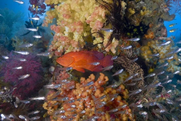 Picture of INDONESIA CORAL TROUT AND GLASSFISH BY CORAL