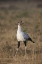 Picture of SOUTH PORT ELIZABETH A SECRETARY BIRD PORTRAIT