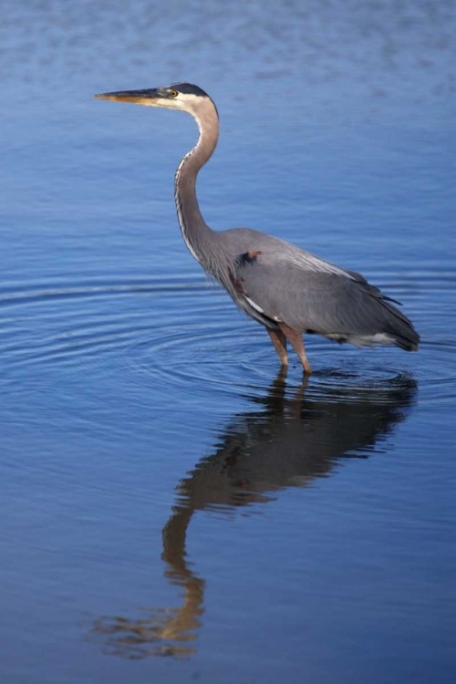 Picture of CALIFORNIA, SAN DIEGO, LAKESIDE GREAT BLUE HERON