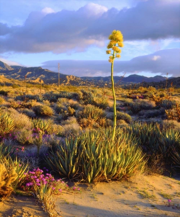 Picture of CALIFORNIA, ANZA-BORREGO DESERT SP AGAVE FLOWERS