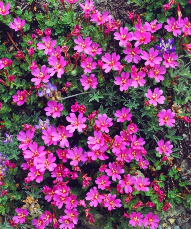 Picture of CALIFORNIA, SIERRA NEVADA FLOWERS IN THE SIERRAS