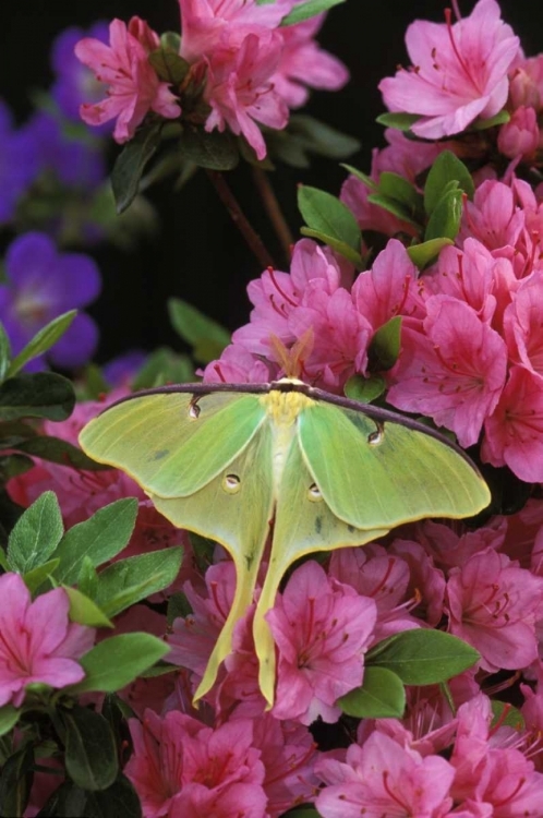 Picture of USA, PENNSYLVANIA, LUNA MOTH ON PINK AZALEAS