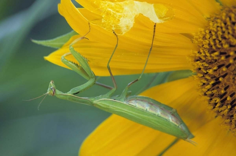 Picture of PA, PRAYING MANTIS WITH EGG SAC ON SUNFLOWER