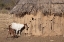 Picture of NAMIBIA, OPUWO A PAIR OF GOATS AND HIMBA MUD HUT