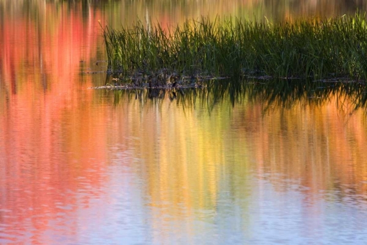 Picture of ME, SOUTH PARIS GRASSES GROWING IN WATER IN FALL