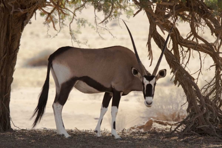 Picture of NAMIBIA, NAMIB-NAUKLUFT, SOSSUSVLEI ORYX GRAZING