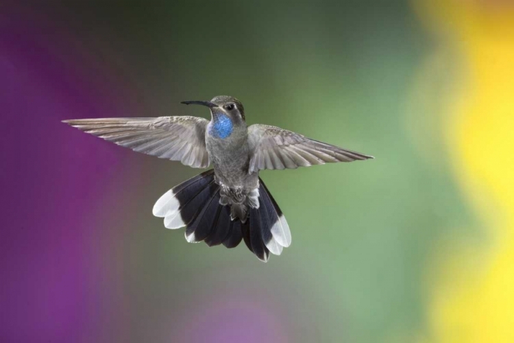 Picture of AZ, MADERA CANYON MALE BLUE-THROATED HUMMINGBIRD