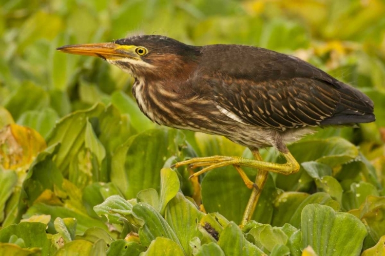 Picture of FLORIDA, PALM BEACH COUNTY JUVENILE GREEN HERON