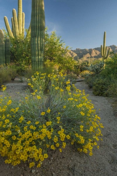 Picture of ARIZONA, CORONADO NF SAGUAROS AND PAPER FLOWERS