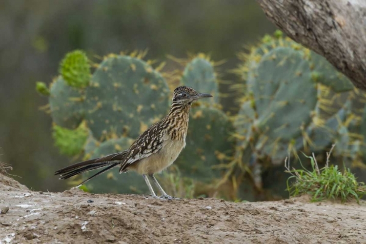 Picture of TEXAS, HIDALGO CO ROADRUNNER BIRD NEXT TO CACTI