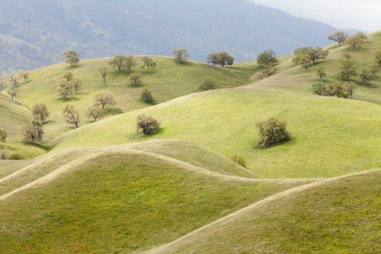 Picture of CA, CALIENTE SPRING LANDSCAPE