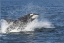 Picture of USA, ALASKA ORCA WHALE BREACHING