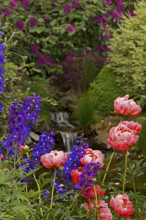 Picture of OR,SALEM FLOWERS GROW NEAR BROOK