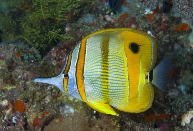 Picture of INDONESIA, RAJA AMPAT SIDE VIEW BUTTERFLYFISH