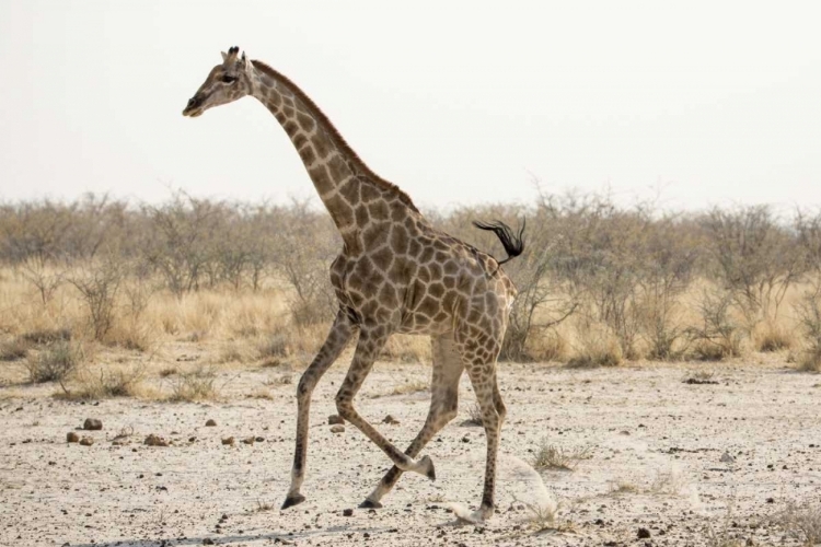 Picture of AFRICA, NAMIBIA, ETOSHA NP RUNNING GIRAFFE