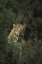 Picture of KENYA, LAKE NAKURU NP LEOPARD FRAMED BY BUSHES