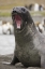 Picture of ANTARCTICA A THREATENING SOUTHERN ELEPHANT SEAL