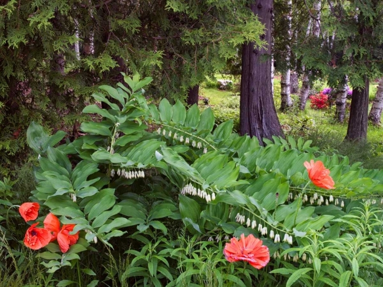 Picture of CANADA, NEW BRUNSWICK WILDFLOWERS