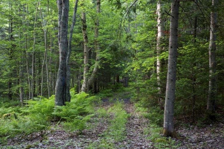 Picture of CANADA, NEW BRUNSWICK FOREST SCENIC