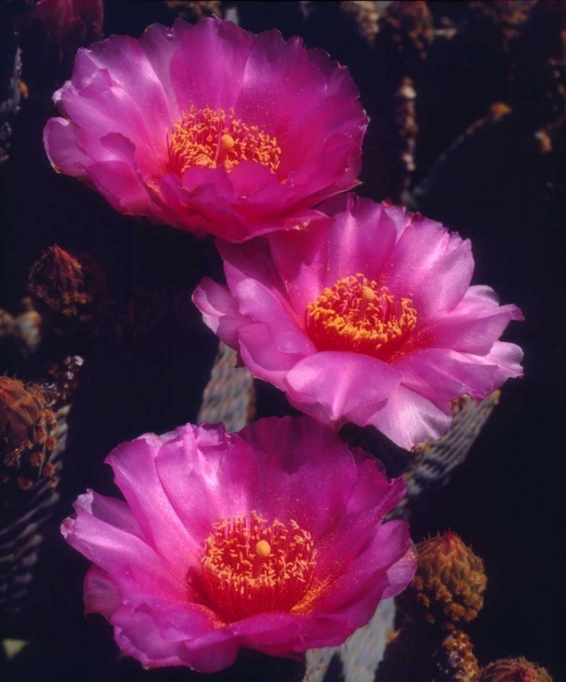 Picture of CALIFORNIA, ANZA-BORREGO DESERT BEAVERTAIL CACTI