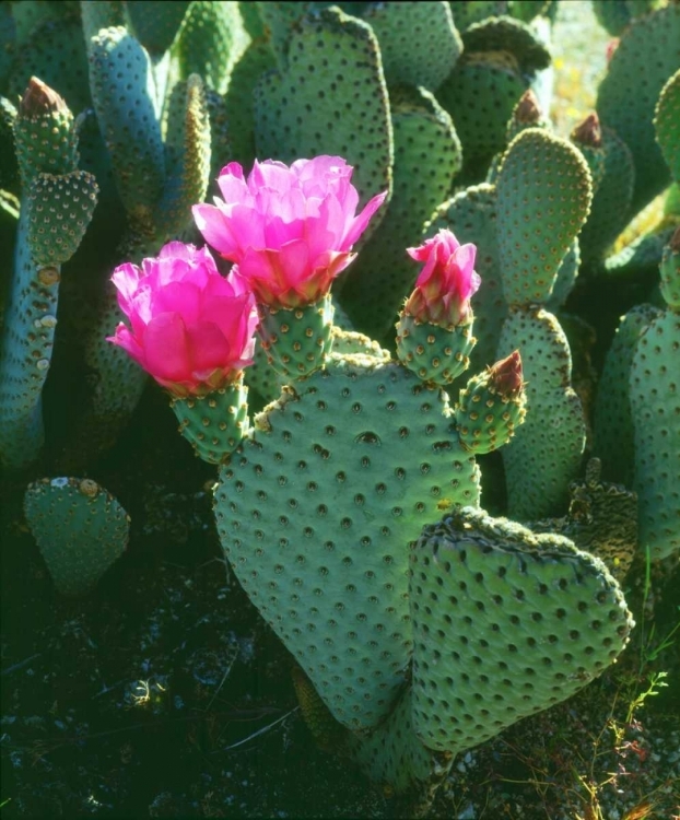 Picture of CALIFORNIA, ANZA-BORREGO DESERT BEAVERTAIL CACTI