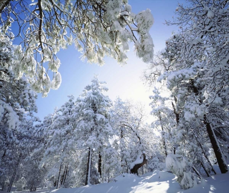 Picture of CA, CLEVELAND NF, LAGUNA MTS, SNOWED TREES IN SUN