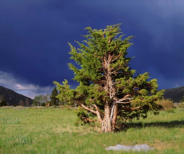 Picture of CA, SIERRA NEVADA JUNIPER TREES AND STORM CLOUDS