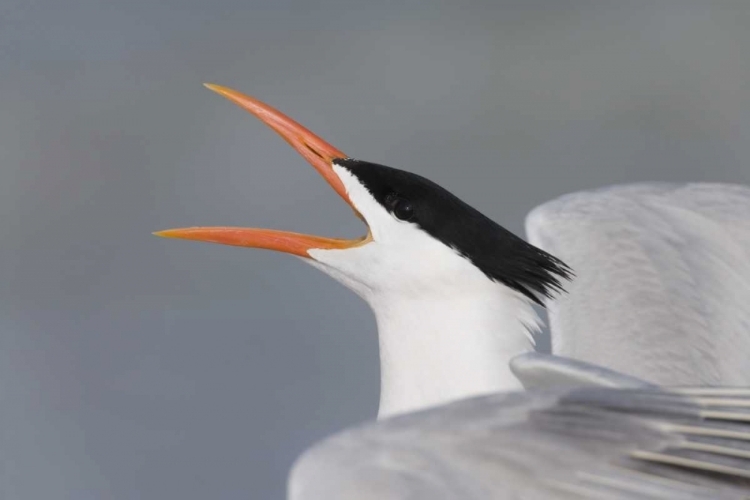 Picture of FLORIDA, FORT DE SOTO PARK ROYAL TERN CALLING