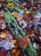 Picture of FALLEN LEAVES AND LICHEN LOG, ACADIA NP, MAINE