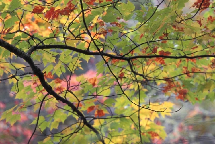 Picture of USA, PENNSYLVANIA TREE BRANCH IN AUTUMN LIGHT