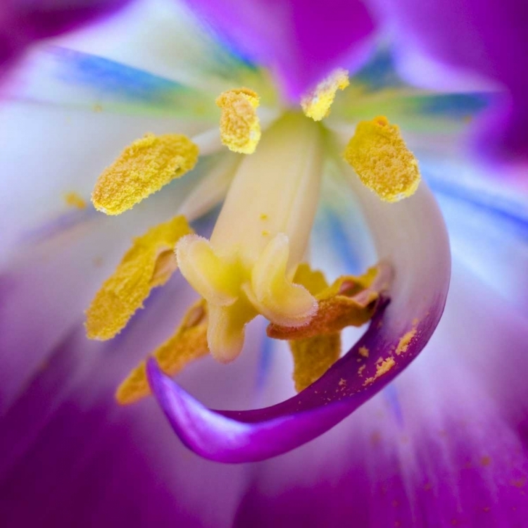 Picture of INDIANA, CARMEL TULIP STAMEN, PESTLE, AND POLLEN