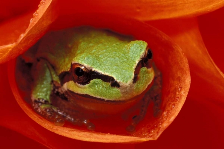 Picture of PACIFIC CHORUS FROG IN DAHLIA