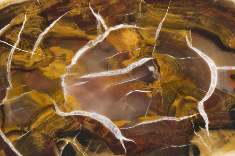 Picture of ARGENTINA CLOSE-UP OF PETRIFIED WOOD