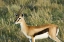 Picture of KENYA, MASAI MARA MALE THOMSONS GAZELLE