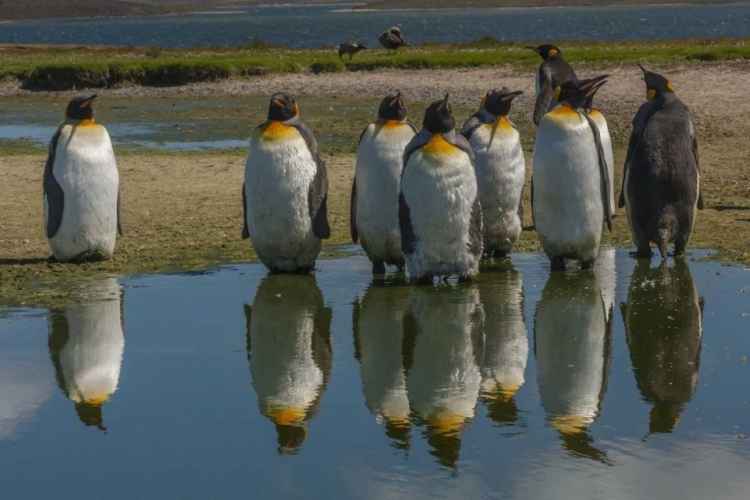 Picture of EAST FALKLAND KING PENGUINS REFLECTING IN WATER