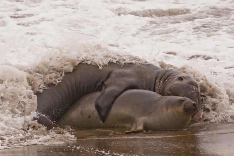 Picture of CA, SAN LUIS OBISPO CO, NORTHERN ELEPHANT SEALS