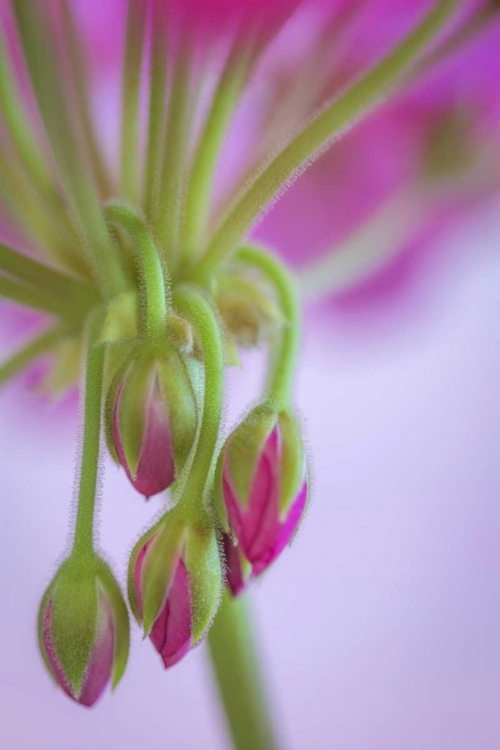 Picture of WASHINGTON GERANIUM BUDS CLOSE-UP