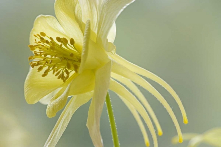 Picture of CLOSE-UP OF YELLOW COLUMBINE FLOWER