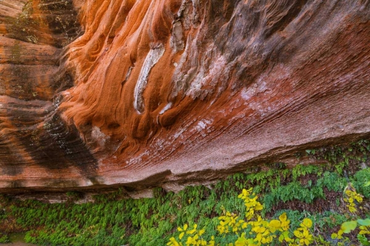 Picture of ARIZONA HANGING GARDEN IN CANYON X