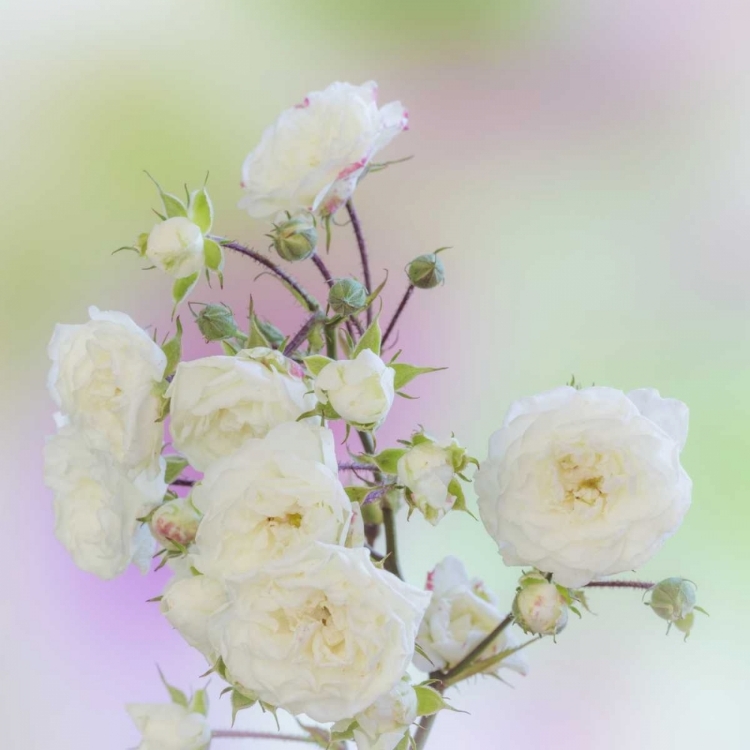 Picture of WASHINGTON CLOSE-UP OF PEACE ROSES