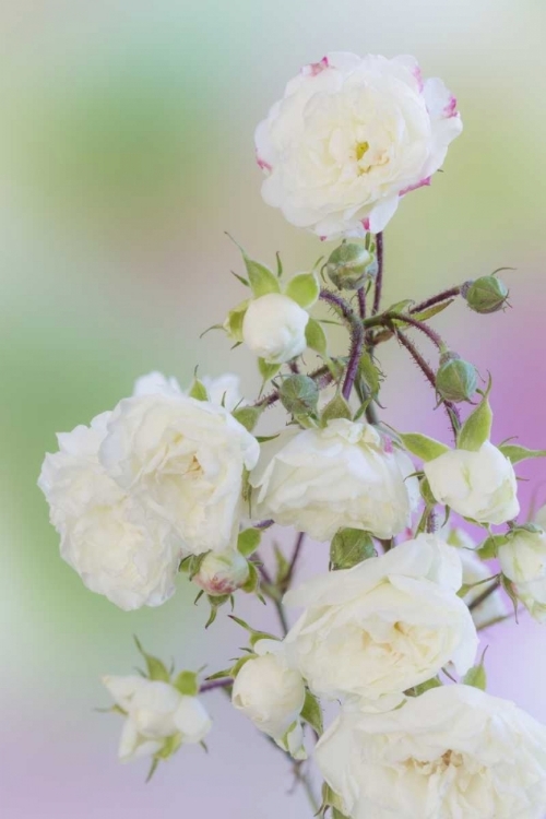 Picture of WASHINGTON CLOSE-UP OF PEACE ROSES