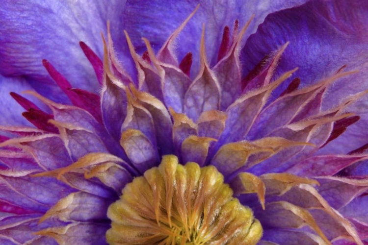 Picture of CLOSE-UP OF PART OF CLEMATIS BLOSSOM