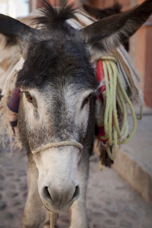 Picture of MEXICO FRONTAL DONKEY CARRYING LOAD