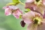 Picture of CLOSE-UP OF HELLEBORE FLOWERS AND BUD