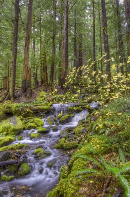 Picture of USA, WASHINGTON CASCADING STREAM IN OLYMPIA NP