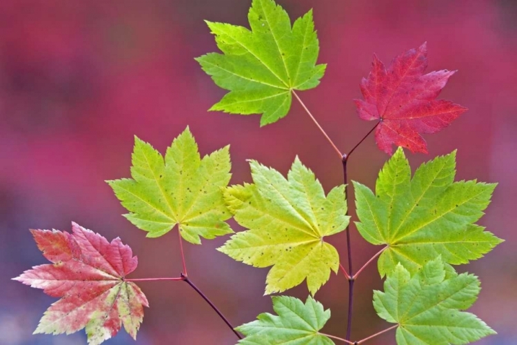 Picture of OR, WILLAMETTE NF VINE MAPLE LEAVES IN AUTUMN