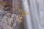 Picture of CANADA, JASPER NP ICE ON TREE AT TANGLE FALLS