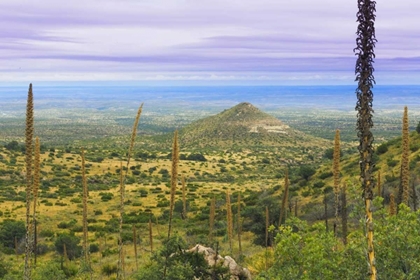 Picture of TX, GUADALUPE MOUNTAINS NP MOUNTAIN LANDSCAPE
