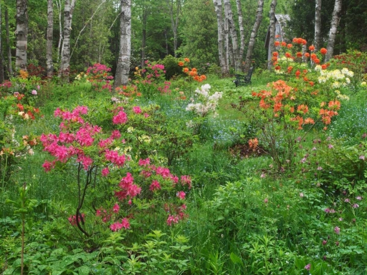 Picture of CANADA, NEW BRUNSWICK, GARDEN AND FOREST